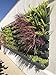 WallyGro Vertical Garden Wall Planter 4 Pack Charcoalthumb 4