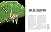 Flies: The Natural History and Diversity of Diptera