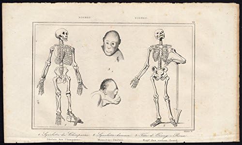 Antique Print-SKELETON-CHIMPANZEE-URANG UTAN-BORNEO-Cazenave-Danvin-Rienzi-1836