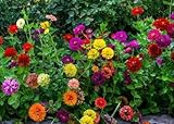 David's Garden Seeds Flower Zinnia State Fair Mix IN140GO (Multi Color) 500 Open Pollinated Seeds