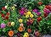 David's Garden Seeds Flower Zinnia State Fair Mix IN140GO (Multi Color) 500 Open Pollinated Seeds