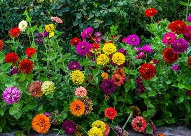 David's Garden Seeds Flower Zinnia State Fair Mix IN140GO (Multi Color) 500 Open Pollinated Seeds David's Garden Seeds Flower Zinnia State Fair Mix IN140GO (Multi Color) 500 Open Pollinated Seeds