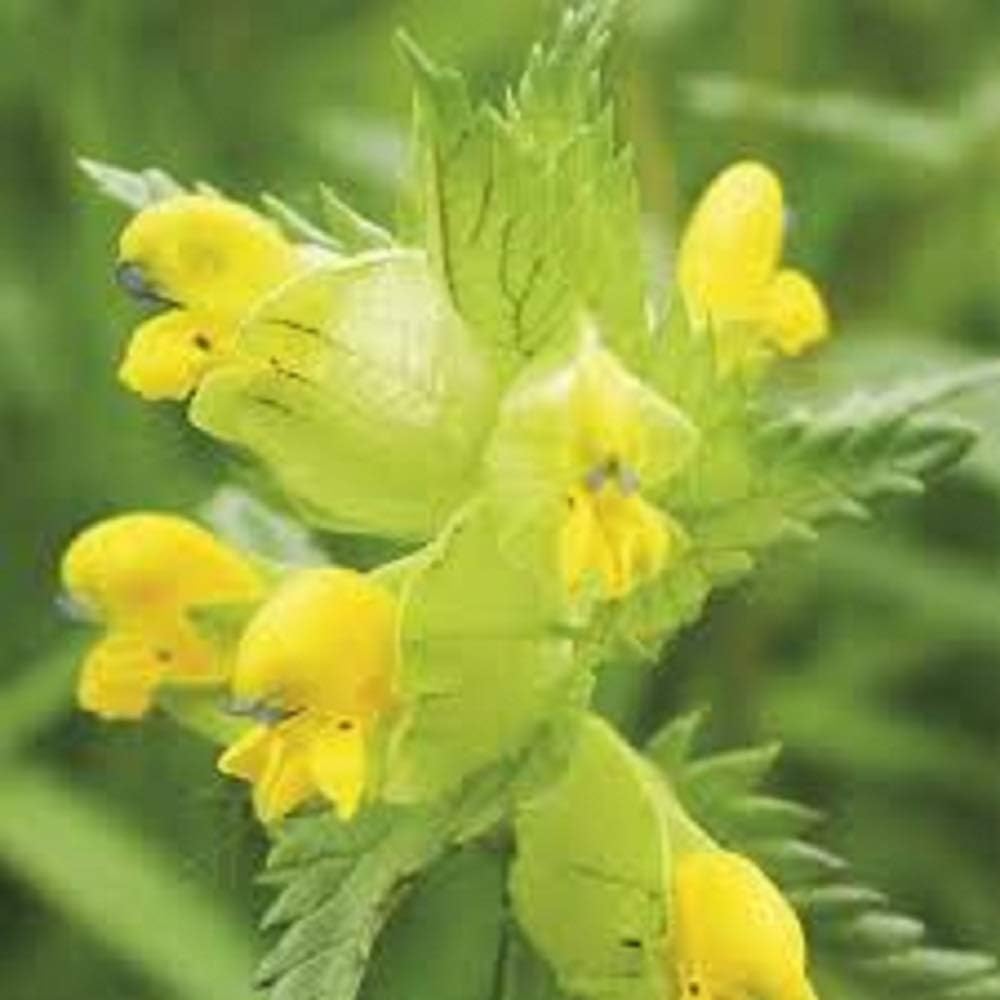 Wildflower Yellow Rattle 1200 Seeds Amazon.co.uk Garden & Outdoors
