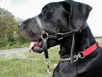 dogmatic headcollar near me