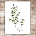 Botanical Prints Kitchen Herbs Wall Art - (Set of 6) - Unframed - 8x10s