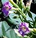 Giant Variegated Tobacco Plant 50 Seeds-RARE-Nicotiana