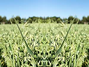 Amazon.com: MABES WAREHOUSE Oat Microgreen Grass Seeds - Avena Sativa