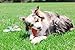Pet Qwerks Flavorit -Bacon Flavored Flex Bone for Moderate Chewers (Made in the USA), Large