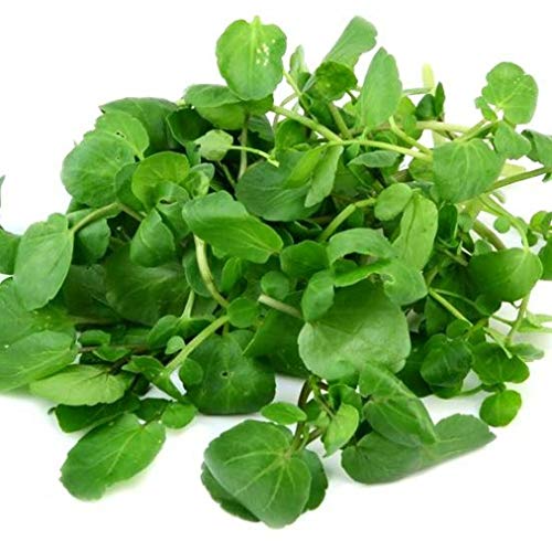 True Watercress 1000 Seeds