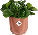 elho Vibes Fold Round Mini Pot Pink 9.3 x 8.8 cm 100% Recyclable view 3