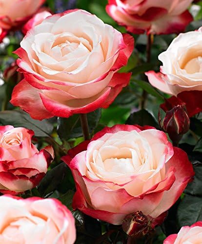 Large-Flowered Cutting Rose 'Nostalgie'®-Each-Roses: Amazon.co.uk: Garden &  Outdoors