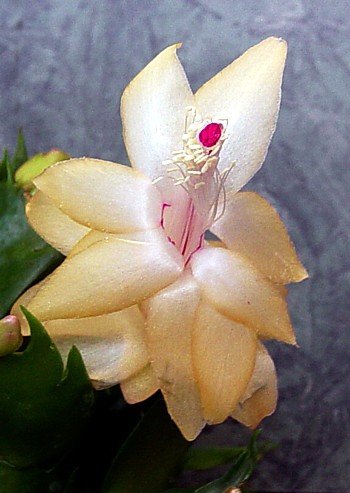 Yellow Christmas Cactus Plant - Zygocactus - 6" Pot From Jmbamboo