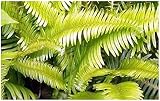 Seeds & Plants Shop by Ipsa 10x Blechnum Stipitatum Fern Leaves view 1