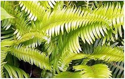 Seeds & Plants Shop by Ipsa 10x Blechnum Stipitatum Fern Leaves