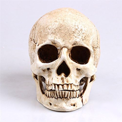 White Human Skull Resin Skull Model Medical Lifesize Realistic 1:1 20x15x15cm