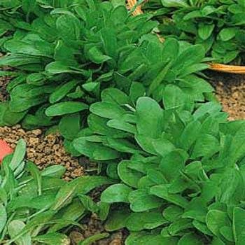 Outsidepride corn salad - 1000 seeds