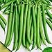 230 Seeds, Bush Bean "Slenderette" (Phaseolus vulgaris) Seeds By Seed Needs