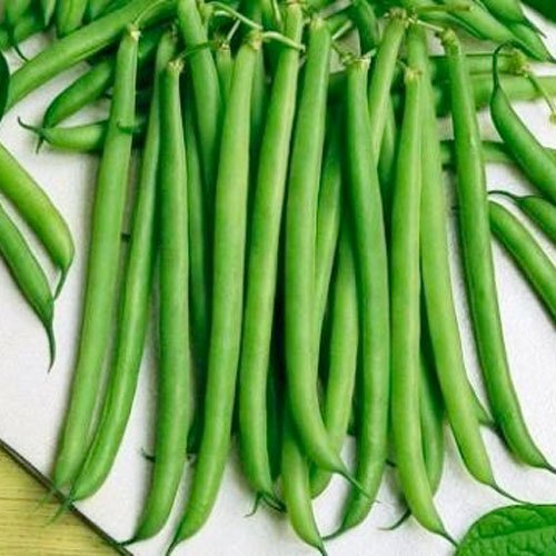 230 Seeds, Bush Bean 