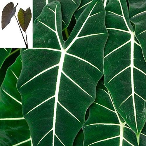 Alocasia Live Plant"Frydek" Elephant Ear, Approx. 5"-16" Tall