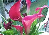 Calla Lily Bulbs, Radiation Absorption, 20 Bulbs (Calla No: 2)