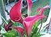 Calla Lily Bulbs, Radiation Absorption, 20 Bulbs (Calla No: 2)