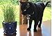 Clever sprouts Marley's Cat Grass 1 lb Organic & Non-GMO Wheat Grass + A Free Bag with Each Order + 2