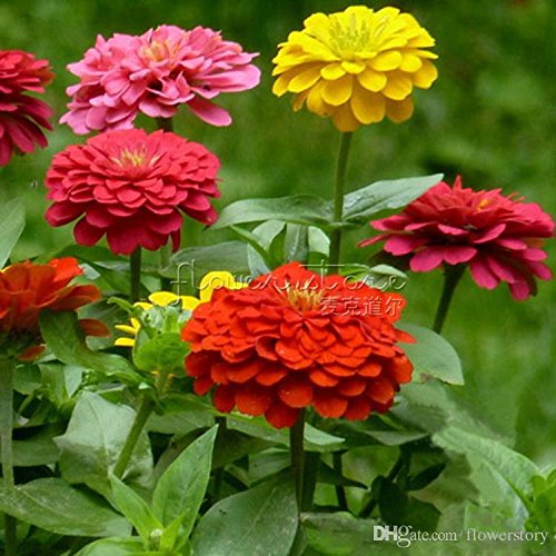 Zinnia Seeds, California Giants, 1 Ounce, 3000+ Seeds