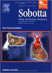 Sobotta Atlas Of Human Anatomy Head Neck Upper Limb Thorax Abdomen Pelvis Lower Limb By