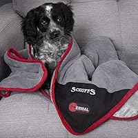 adorable poodle puppies