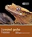 Crested Gecko (Pet Expert) by