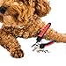 Paws & Pals Dog Nail Clippers - Scissors for Large or Small Dogs and Cats Stainless Steel Trim Blades with Safety Guard - Large