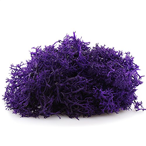 NW Wholesaler DIY "Purple Passion" Complete Terrarium Kit with Live Tillandsia Air Plant - Thumbnail 4