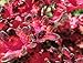 Dark Sunset Coleus Seeds 150 Seeds Upc 650327337015 + 1 Free Plant Marker