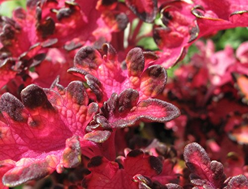 Dark Sunset Coleus Seeds 150 Seeds Upc 650327337015 + 1 Free Plant Marker
