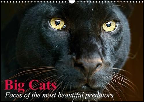 big beautiful cats
