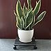 CERBIOR Plant Caddy Heavy Duty Plant Stands Pot with Wheels Indoor/Outdoor Holds Up 12 Inches and 80 Lbs Strong and Sturdy Design (Square, Charcoal)