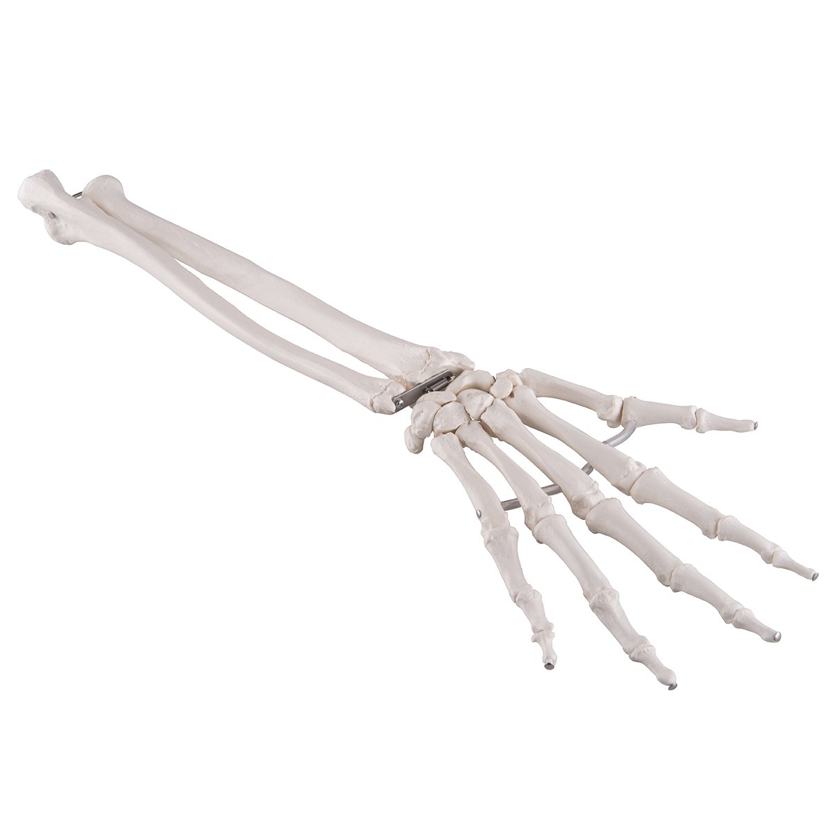 3B Scientific Loose Hand Skeleton with Ulna and Radius Model + free Anatomy App - 3B Smart Anatomy