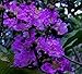 Purple Velvet Crape Myrtle - Dwarf / Mature Size 4-5' - (Size at Shipping / 1-3 Foot Tall)