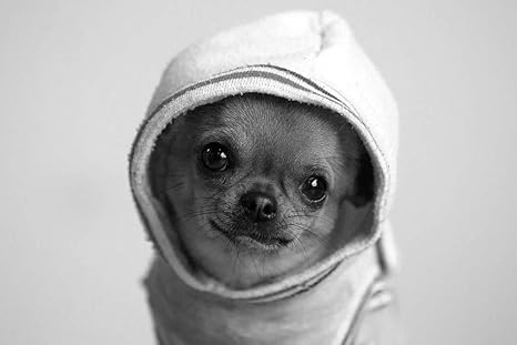 Amazon Co Jp フーディの壁紙のチワワ 動物の壁紙 258 白黒の キャンバス ステッカー 印刷 壁紙ポスター はがせるシール式 写真 特大 絵画 壁飾り 90cmx60cm Home Kitchen