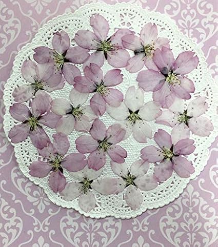 Amazon Co Jp コンパクト 押し花 ヒガン桜 15枚をパックにしてお届け Uvレジン 押し花アート アクセサリー ウェルカムボード 結婚証明書 子育て感謝状 家電 カメラ