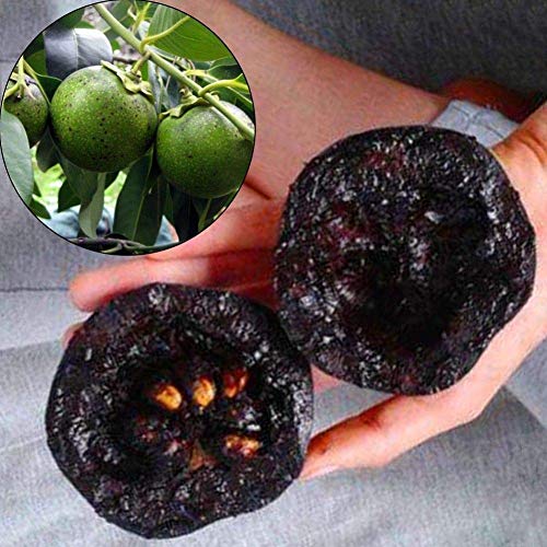 Portal Cool 10Pcs Rare Diospyros Digyna Black Sapote Persimmon Chocolate Pudding Fruit Seeds