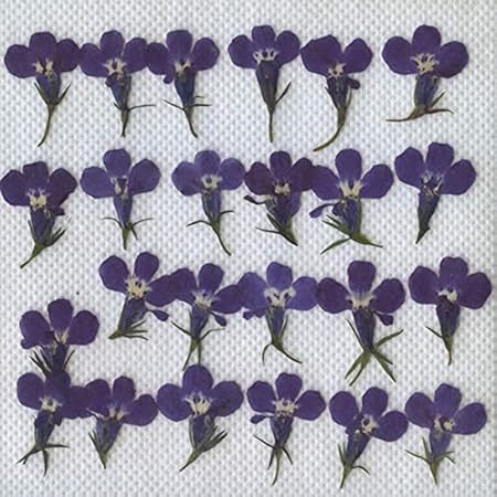 Amazon Co Jp 押し花パック ロベリア ブルー２４輪 文房具 オフィス用品