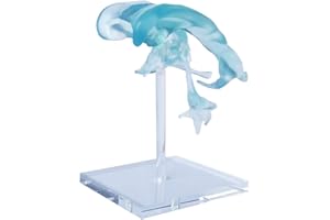 EVOTECH SCIENTIFIC Human Brain Ventricles Model for Medical Anatomy Teaching Learning, Students Learning Education Display Tool