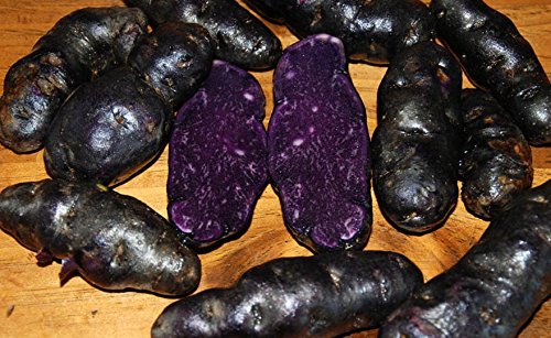 Simply Seed - 15 Piece - Purple Peruvian Potato Seed - Non GMO - Organic Grown - Order Now for Spring Planting