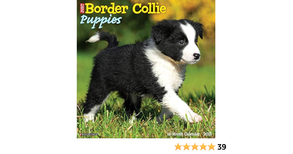 amazon border collie