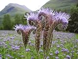 *RARE* TALL FERNLEAF FIDDLENECK *20 seeds* RARE* E~Z Grow*Showy*Exotic #1161-B