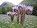 *RARE* TALL FERNLEAF FIDDLENECK *20 seeds* RARE* E~Z Grow*Showy*Exotic #1161-B