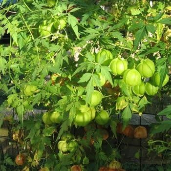 Amazon Com Outsidepride Balloon Vine Cardiospermum Halicacabum Plant Seed 100 Seeds Garden Outdoor