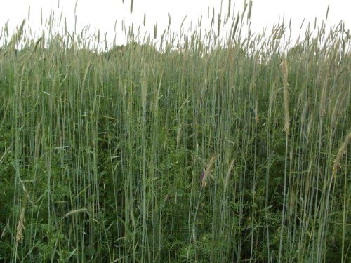 10LBS Winter Rye Seed Cover Crop,Food Plot Deer,Wildlife
