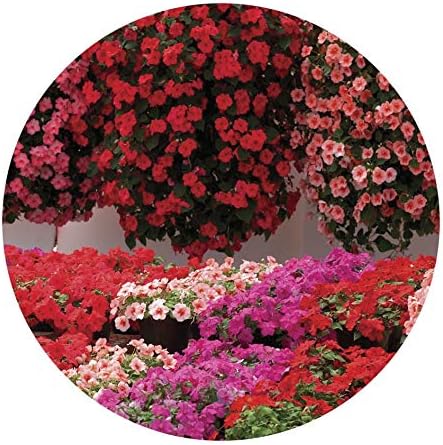 JPD Plants Busy Lizzie Summer Waterfall Bedding Plants (70 Ready Plants)